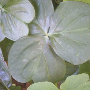 Meet your Posher, Rose